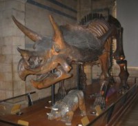 /album/photogallery1/natural-history-museum-300x225-jpg/