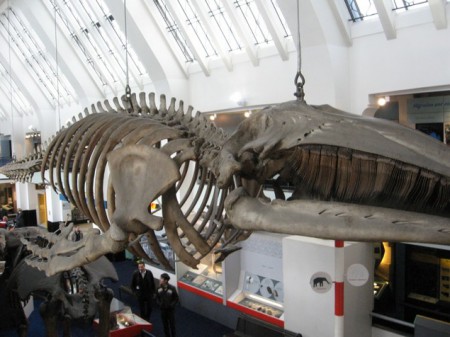 English Natural Museum (inside)